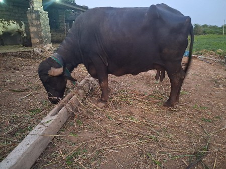 ભેંસ વેચવાની છે