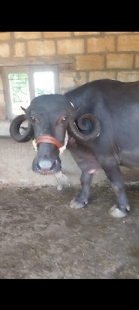 વેચવાની છે