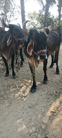 બરદવેસવાનાસે