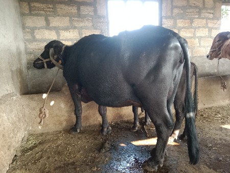 ભેંશ વેચવાની સે