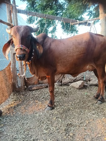 ગાય વેચવાની છે