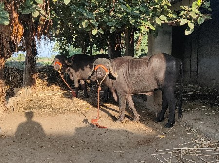 2 khadeli yu veshavani