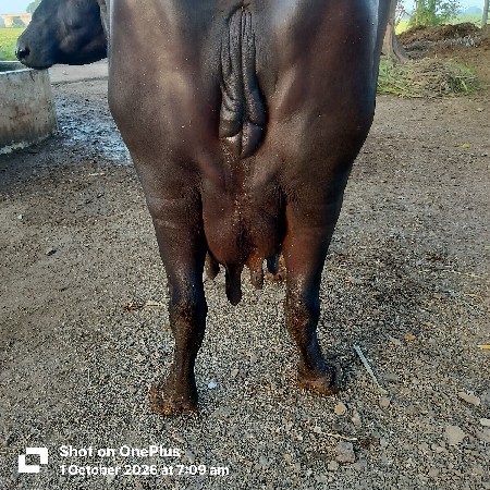 ભેંશ પેશવાની છે