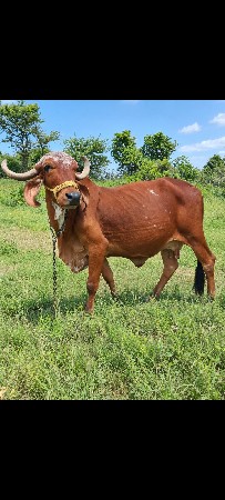 3,,ગીર ગાય વેચવાની છે