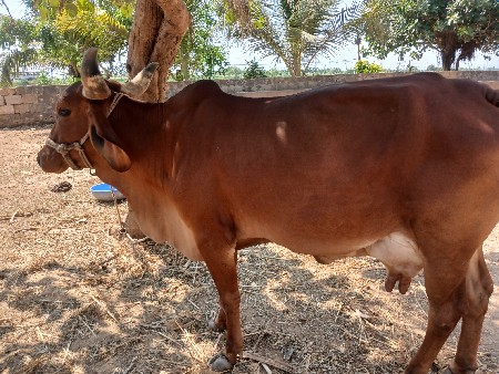 વેચવાની છે