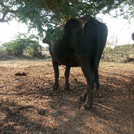 ભેંસ વેસ વાની સે