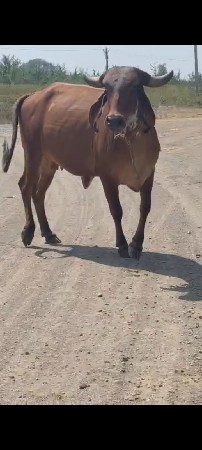 વડકી  વેચવાની છે