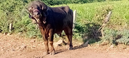 Pado