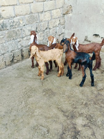 બકરા