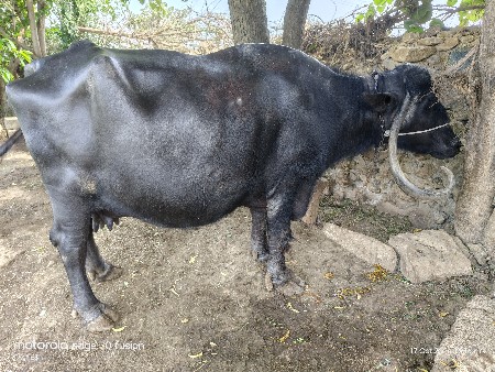જાફરાબાદી ભેંસ વેચવાની છે