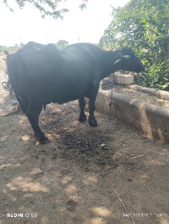 બીજુ વેતર