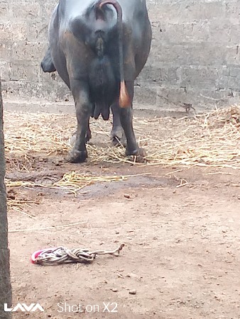આ‌ ભેંસ વેચવાની છે