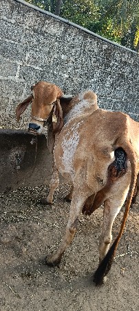 ગાય વેચવાની છે