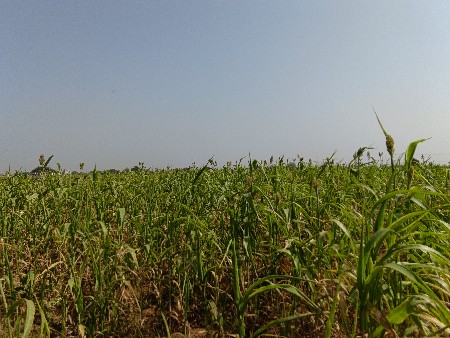 લીલી જુવાર