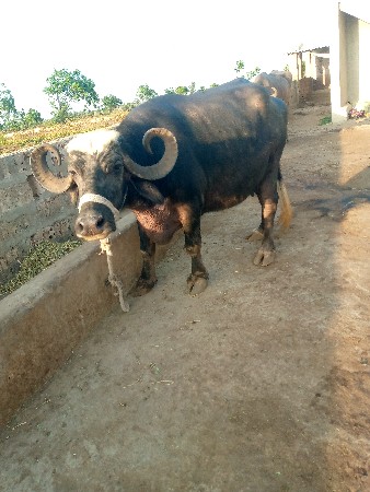 ભેંસ વેચવાની છે