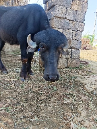 1 વષૅની પાડી  અને  3 વષૅની ઘડેલી.