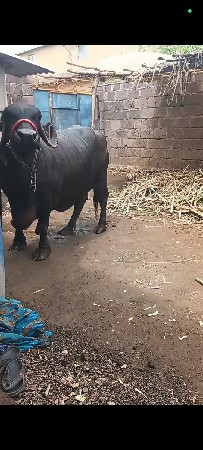 ભેંસ વેચવાની છે