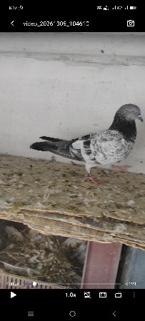 King size male for the sell