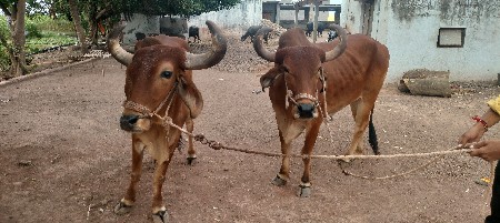બળદ વેચવાના છે