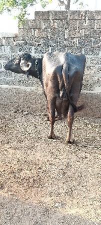 ભેંસ વેચવાની છે બીજા વેતરમાં
