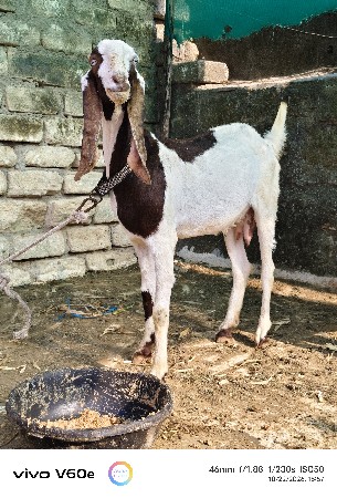 હૈદરાબાદી ફીમેલ 4 દાંતે