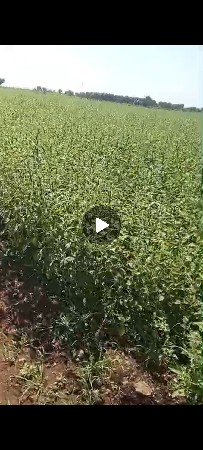 25 વિઘા ફુલ પાણી