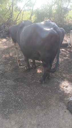 3ભેંસ વેચવાની છે