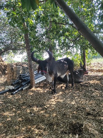 બળદ વેચવા ના છે