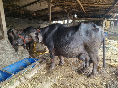 ભેસ