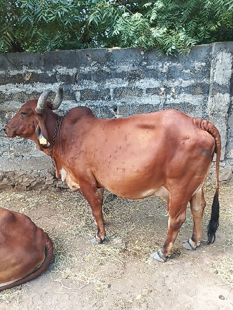 આ દેશી ગાય વેચાણ માટે છે