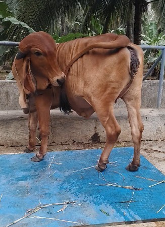gir  vasdi 4  mahina gabhan
