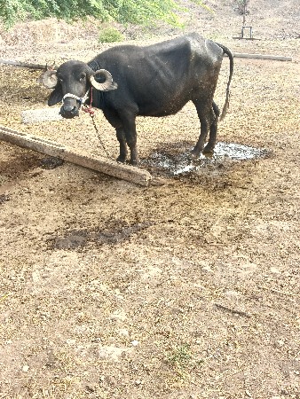 વેચવા ની છે