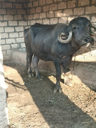 ખળેલી વેચવાની છે