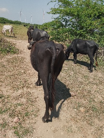ખળેલી વેચવાની છે
