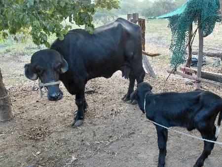 દસ દિવસ ની વિયાનેલ છે