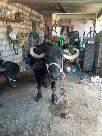 ભેંસ વેચવાની છે
