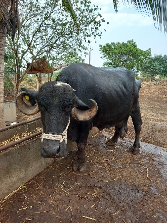 ભેસ વેચવાની છે
