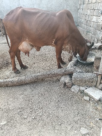 3 વેતર વ્યાણી