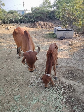 ગાય વેચવાની છે