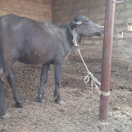 પાડી
