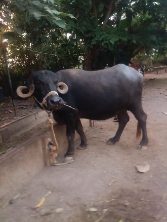 ખરેડી વેચવાની છે