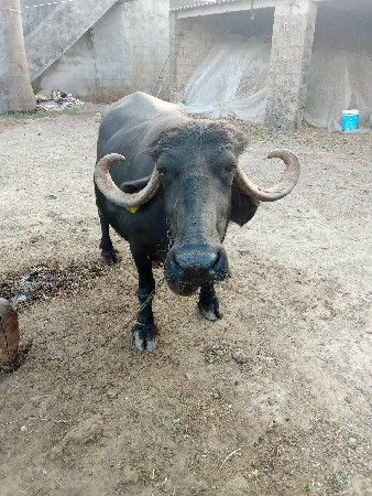 ભેંસ વેશિવાની છે