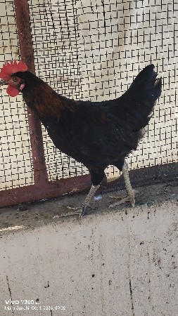 murga murgi vechvana che
