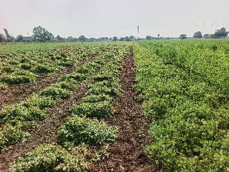 મગફળી જી જી 35 બિયારણ