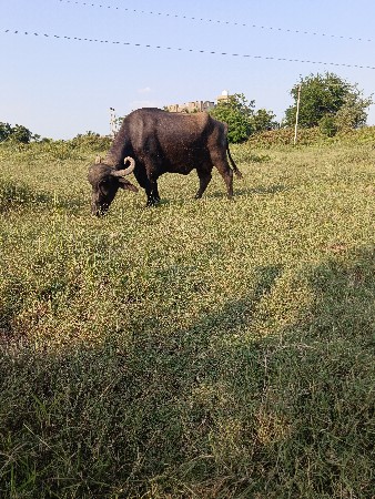 બીજીવેતર