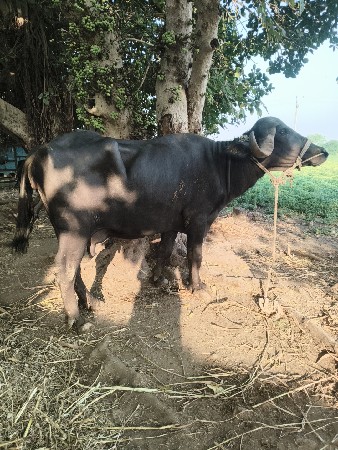 ભેંસ વેચવા ની છે