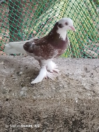 કબુતર વેચવાના છે