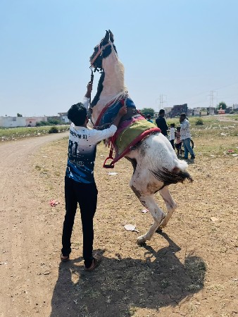 લાલ બાવરિ વેચવાનિ છે