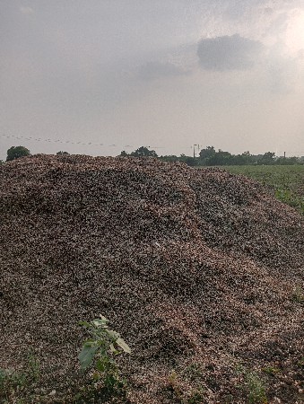 મગફળીનો પાલો