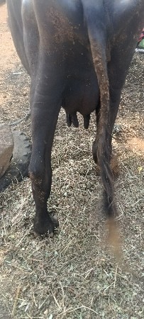 પેલા વેતરમાં દૂધ હતું 5